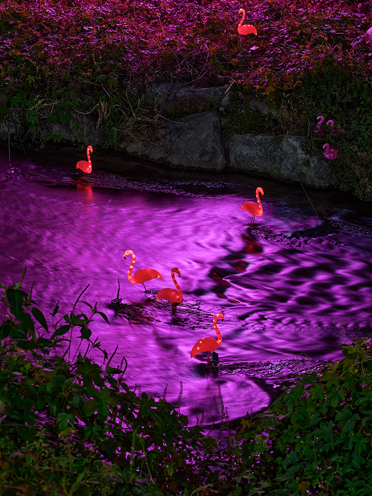 은하수를 건넌 홍학홍학홍학 Flamingos crossing the Milky Way, flamingos, flamingos ...
